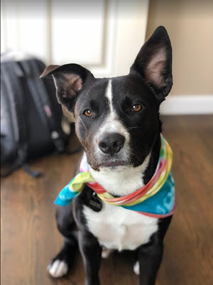 Hobbes sitting at the front door